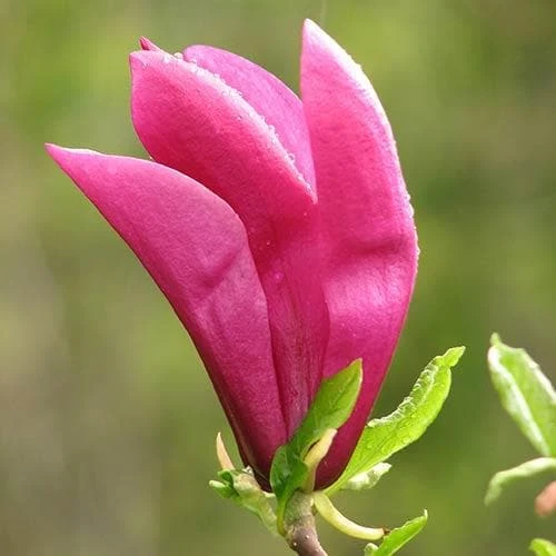 Magnolia Susan - Image 2