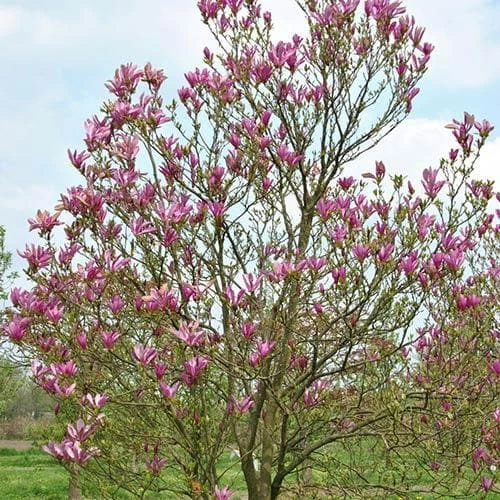 Magnolia Susan - Image 7