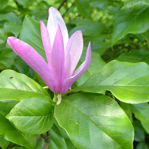 Magnolia Susan - Image 8