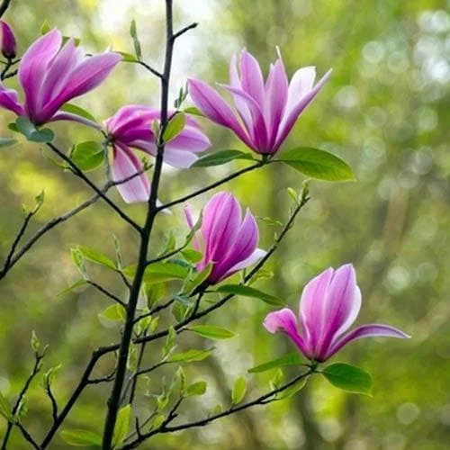 Magnolia Susan - Image 3