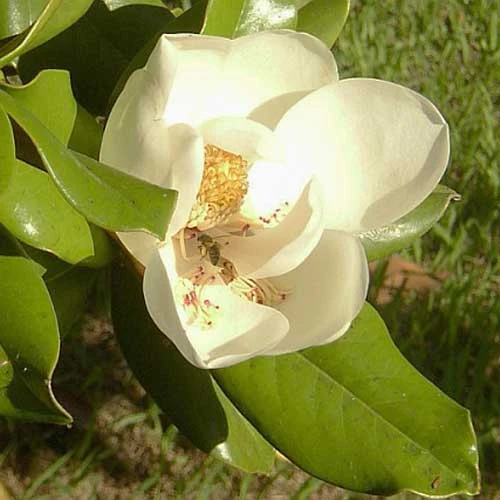 Magnolia Grandiflora Galissonnière - Image 3
