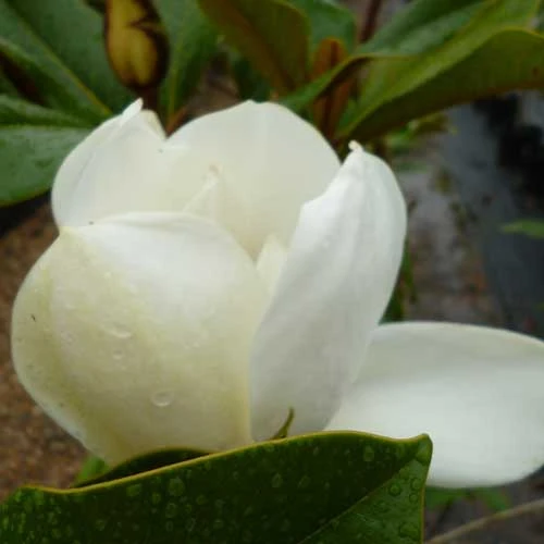 Magnolia Grandiflora Galissonnière - Image 4
