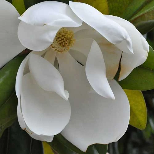 Magnolia Grandiflora Galissonnière - Image 5