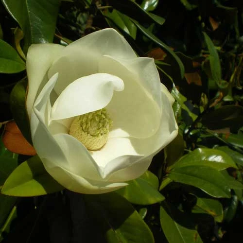Magnolia Grandiflora Galissonnière - Image 6