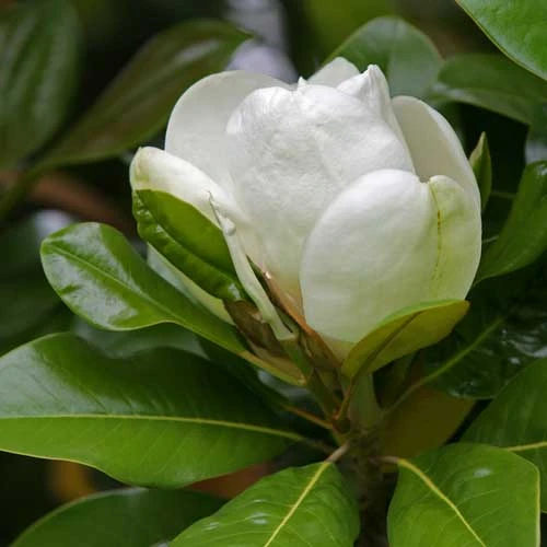 Magnolia Grandiflora Galissonnière - Image 7