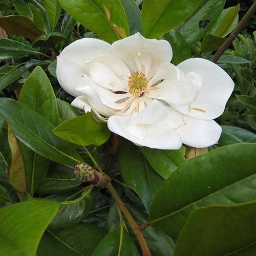Magnolia Grandiflora Galissonnière - Image 8