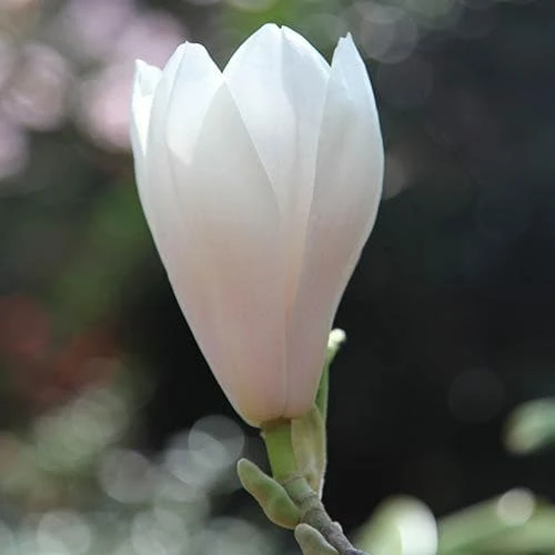 Magnolia X Soulangeana Alba Superba - Image 2