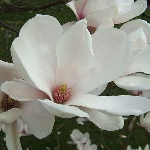 Magnolia X Soulangeana Alba Superba - Image 3