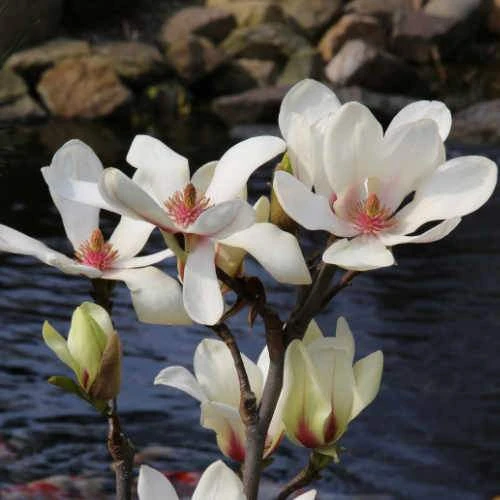 Magnolia Denudata Sunrise - Image 2