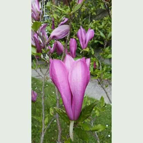 Magnolia Susan - Image 5