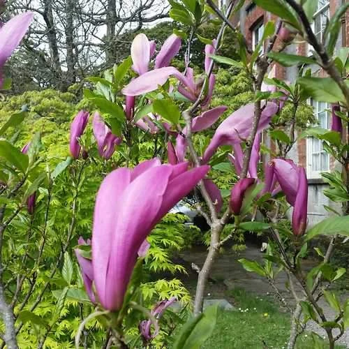Magnolia Susan - Image 4