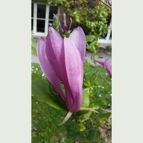Magnolia Susan - Image 6