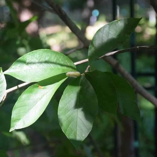 Magnolia X Kewensis Wada's Memory - Image 2