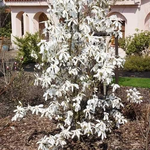 Magnolia X Kewensis Wada's Memory - Image 3