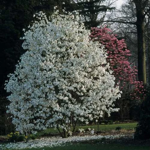 Magnolia X Kewensis Wada's Memory - Image 4