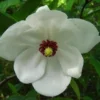 Magnolia Wilsonii