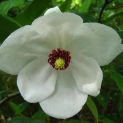 Magnolia Wilsonii