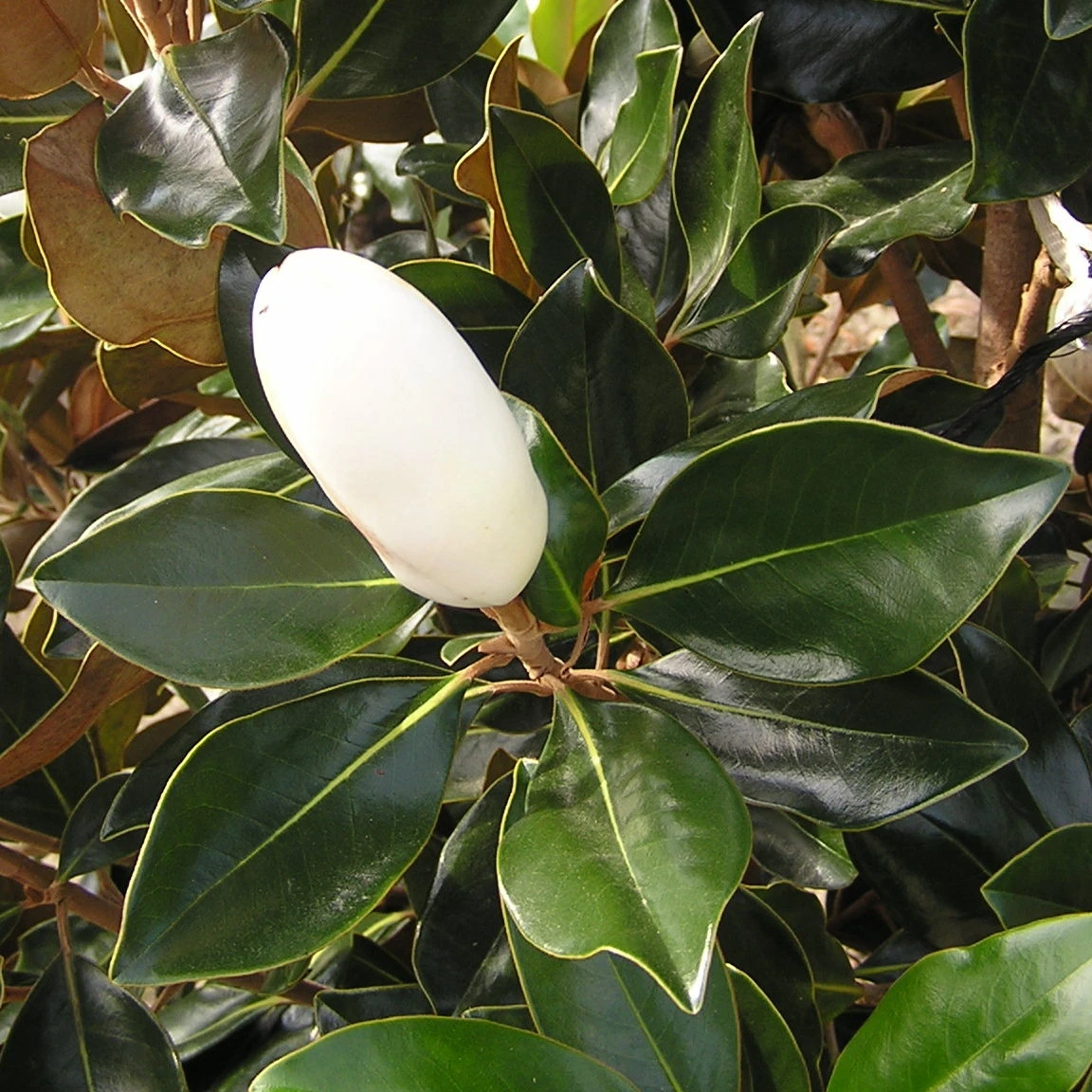 Magnolia Grandiflora Little Gem - Image 2