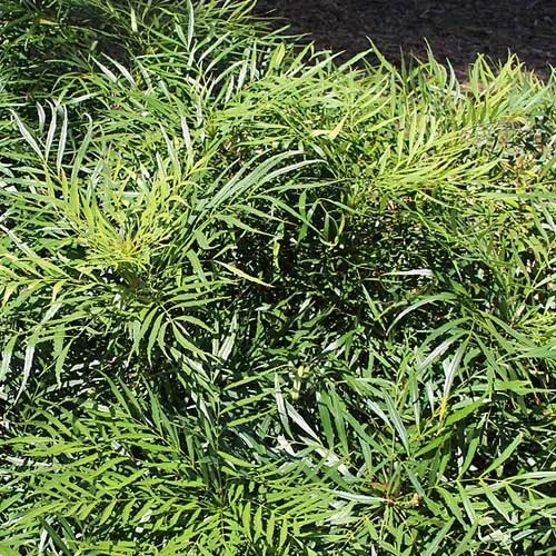 Mahonia Eurybracteata Soft Caress - Image 2