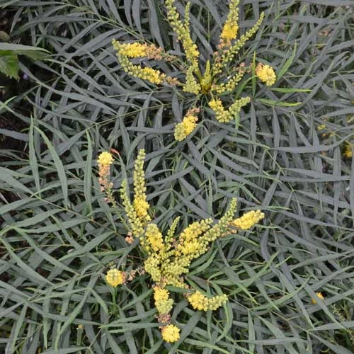 Mahonia Eurybracteata Soft Caress - Image 4