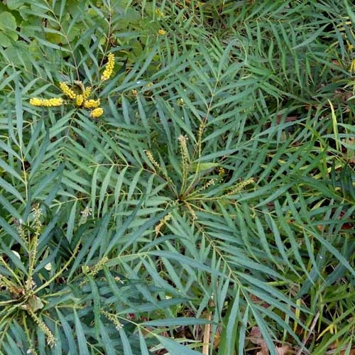 Mahonia Eurybracteata Soft Caress - Image 5