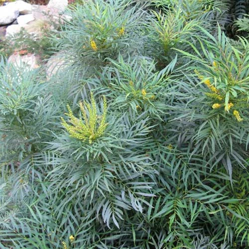 Mahonia Eurybracteata Soft Caress - Image 7