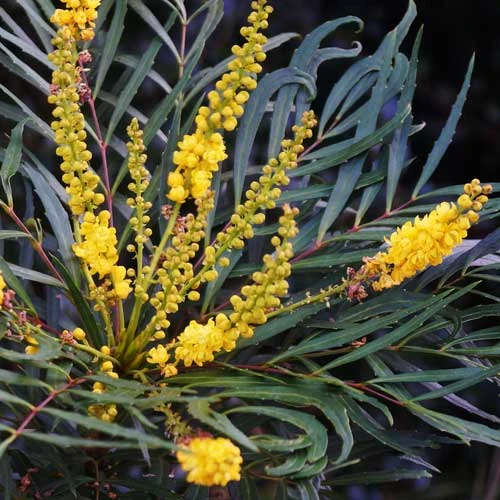 Mahonia Eurybracteata Soft Caress