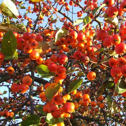 Malus Evereste - Image 3