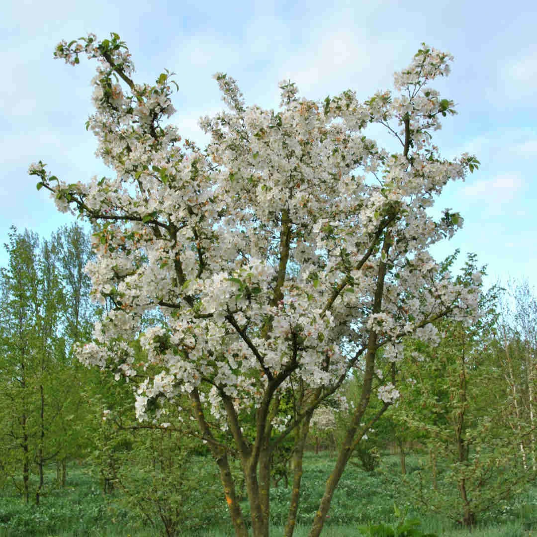Malus Evereste - Image 4
