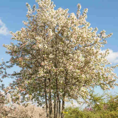 Malus Evereste - Image 2