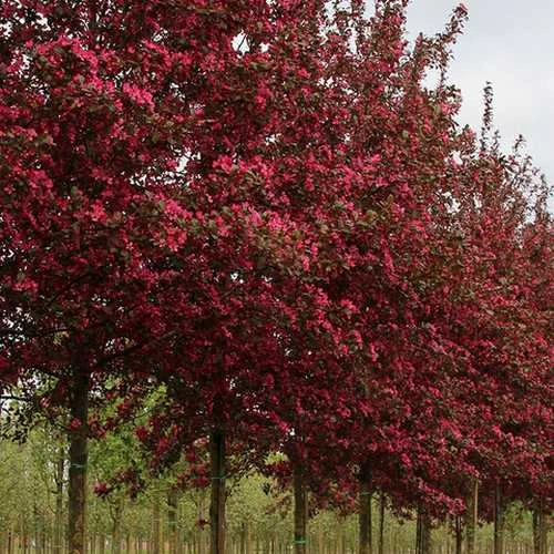 Malus Toringo Scarlett (Scarletta) - Flowering Crab Apple - Image 2