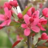 Malus Prairie Fire - Flowering Crab Apple