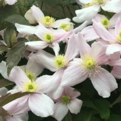 Clematis Montana Mayleen