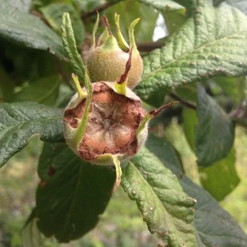 Medlar Brabant Giant