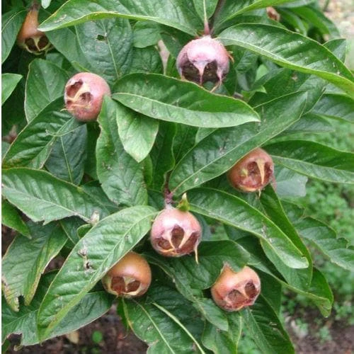 Medlar Brabant Giant - Image 2