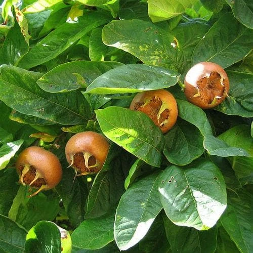 Medlar Brabant Giant - Image 4