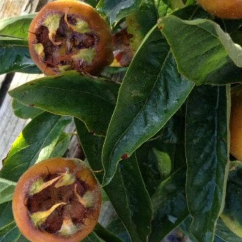 Medlar Brabant Giant - Image 3