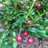 Myrtus Ugni- Chilean Guava
