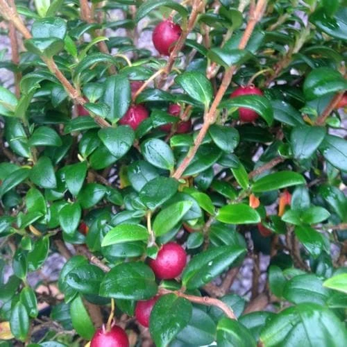 Myrtus Ugni- Chilean Guava - Image 2