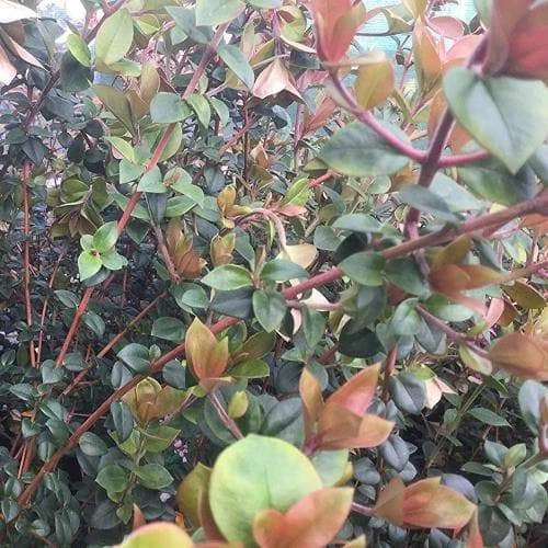 Myrtus Ugni Red Devil - Image 7