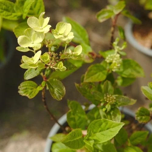 Hydrangea Paniculata Early Sensation - Image 7