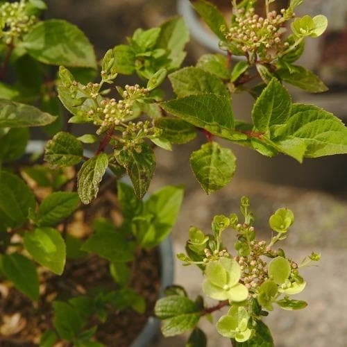 Hydrangea Paniculata Early Sensation - Image 8