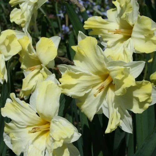 Daffodil Cassata - Image 3