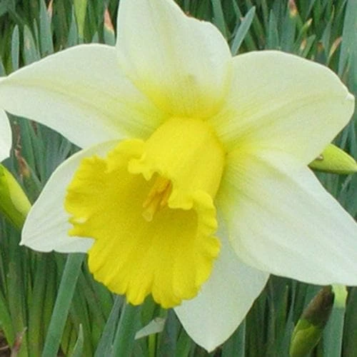 Daffodil Finland - Image 3