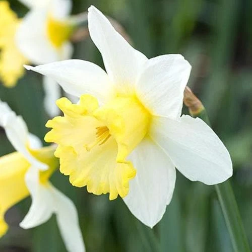 Daffodil Finland - Image 4