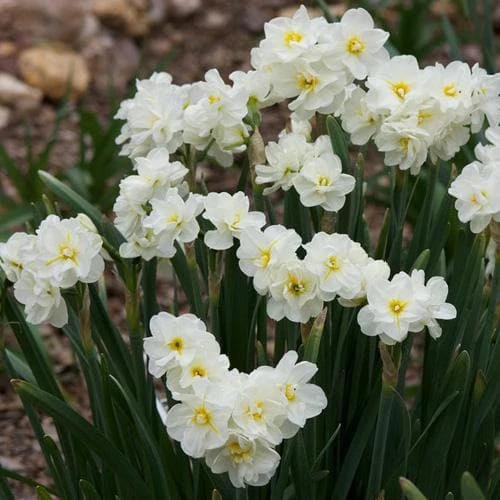 Daffodil Winston Churchill - Image 3