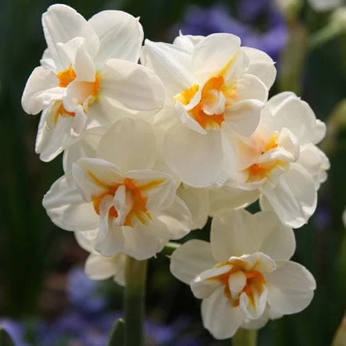 Daffodil Winston Churchill - Image 7