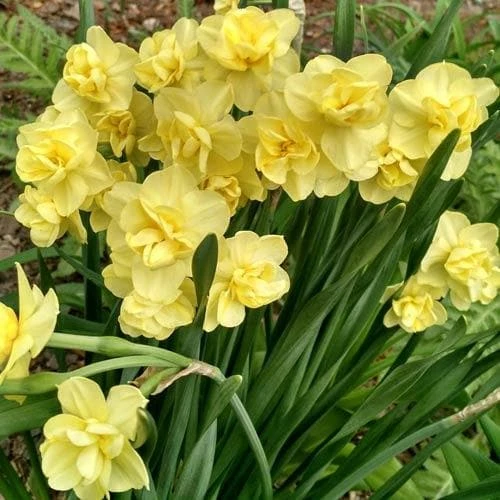 Daffodil Yellow Cheerfulness - Image 3
