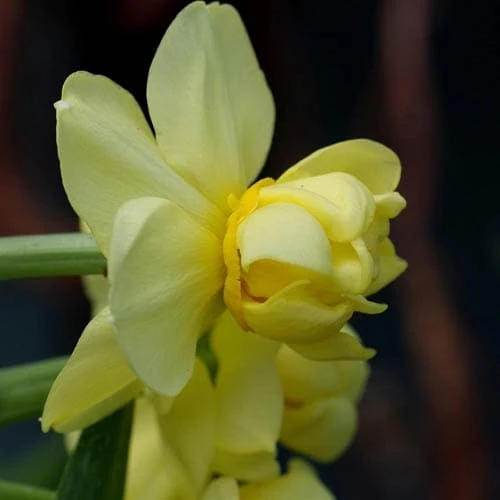 Daffodil Yellow Cheerfulness - Image 4