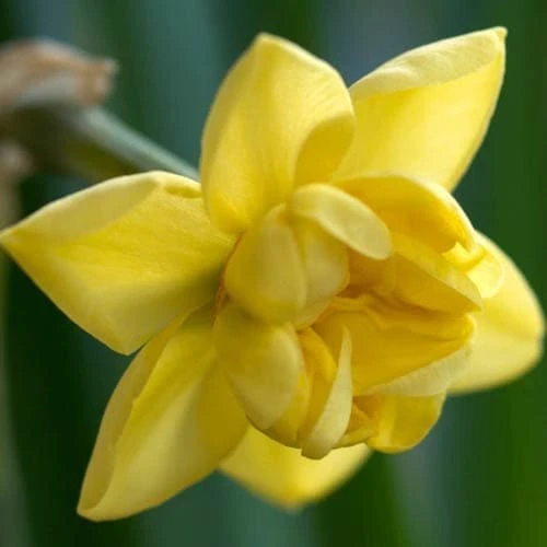 Daffodil Yellow Cheerfulness - Image 6